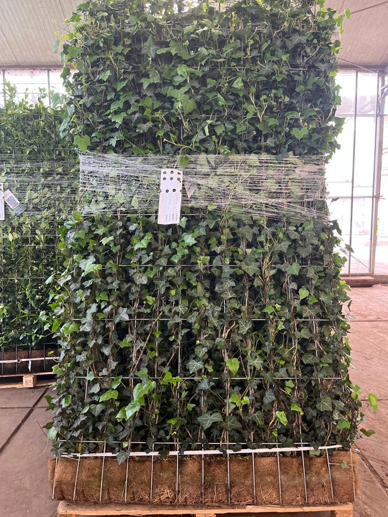 Hedera helix Woerner pe panou gard W120xH220 cm