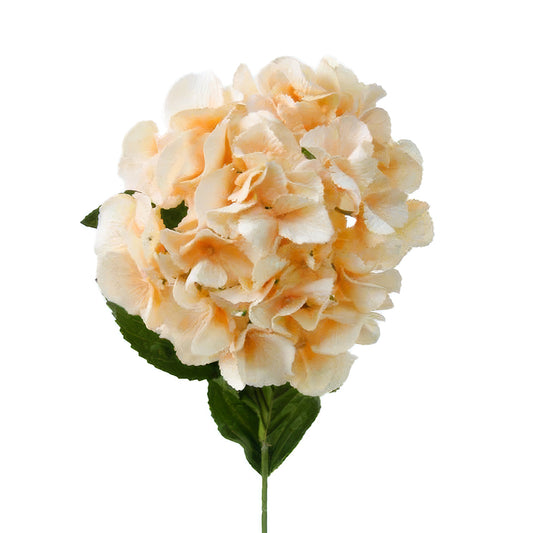 Hortensie artificiala ivory D15xH65 cm HOB