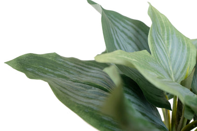 Hosta artificiala verde cu rosu H29 cm