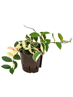 Hoya variegata