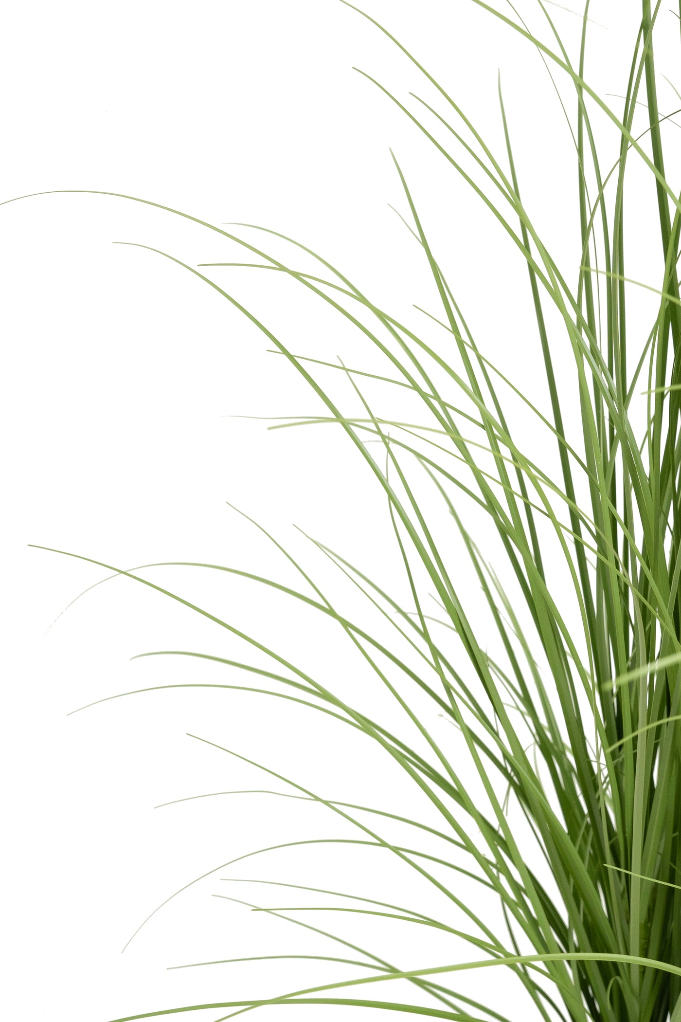 Iarba artificiala Onion 120 cm cu 11 flori de morcov albe