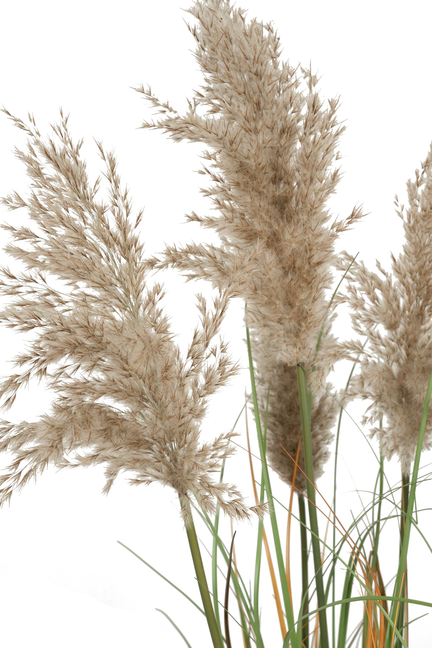 Iarba artificiala Onion 120 cm cu 5 flori naturale de pampas bej deschis