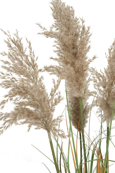 Iarba artificiala Onion 120 cm cu 5 flori naturale de pampas bej deschis