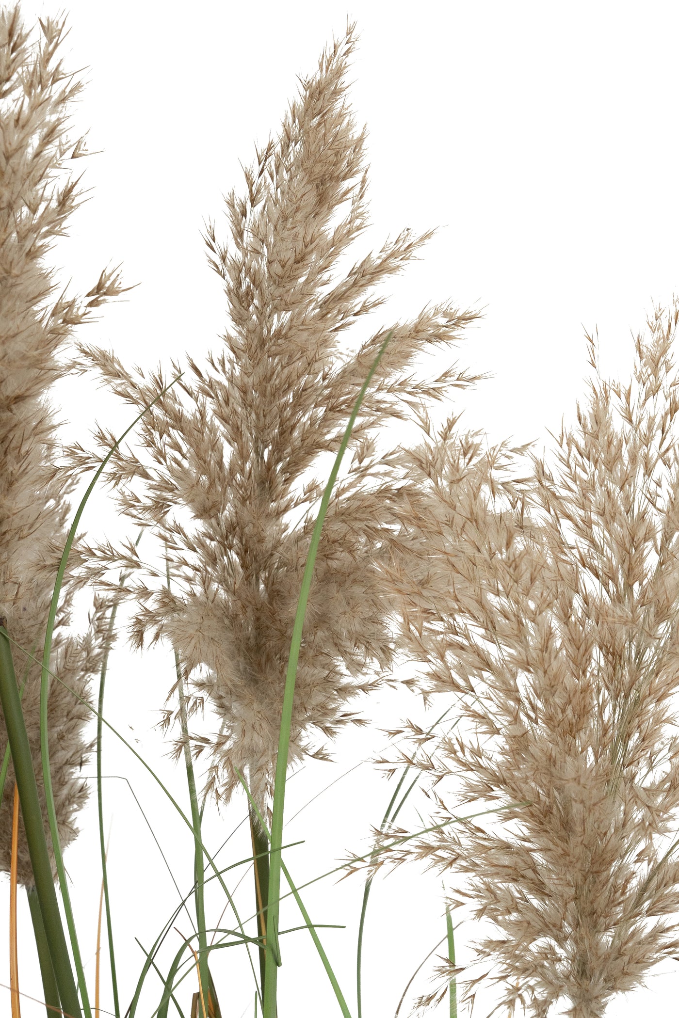 Iarba artificiala Onion 120 cm cu 5 flori naturale de pampas bej deschis