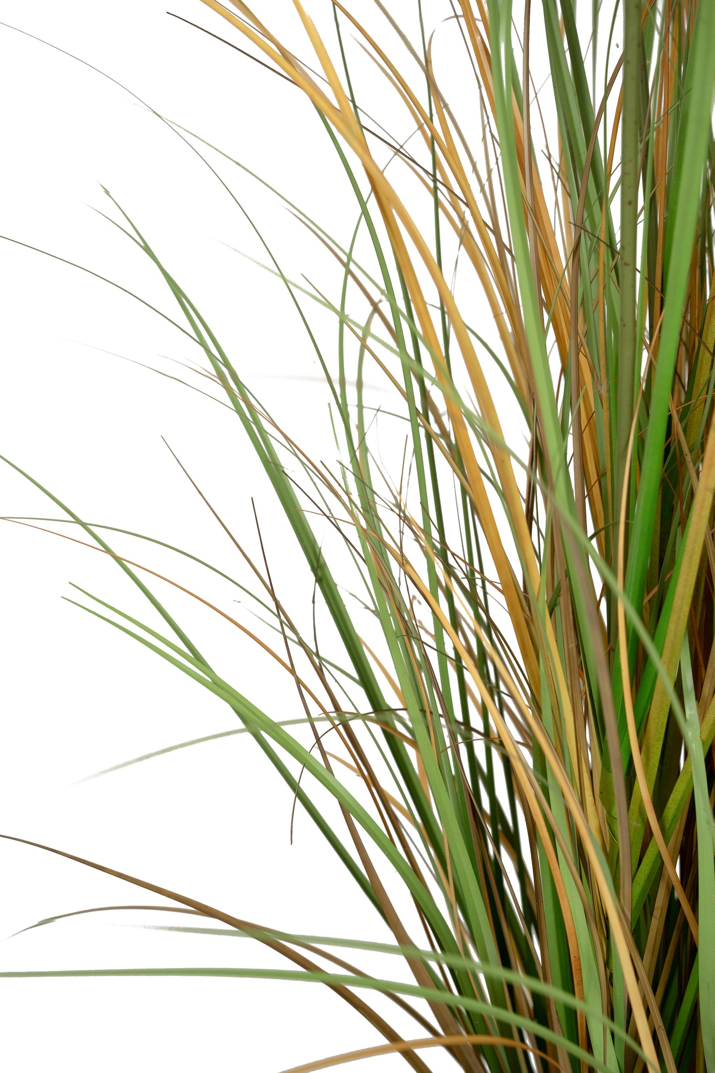 Iarba artificiala Onion 120 cm cu 9 flori naturale de pampas bej