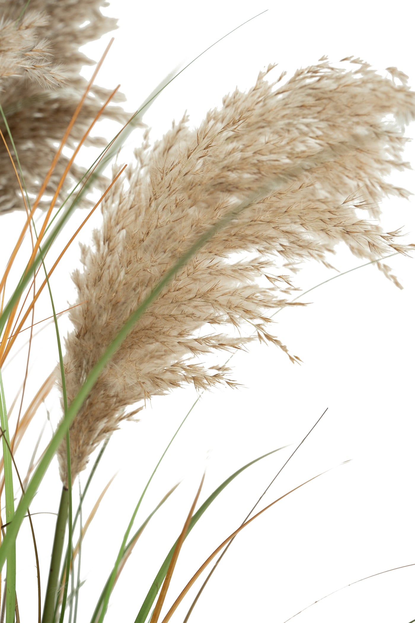 Iarba artificiala Onion 120 cm cu 9 flori naturale de pampas bej
