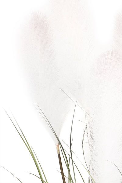 Iarba artificiala Onion 150 cm cu 7 flori crem de pampas