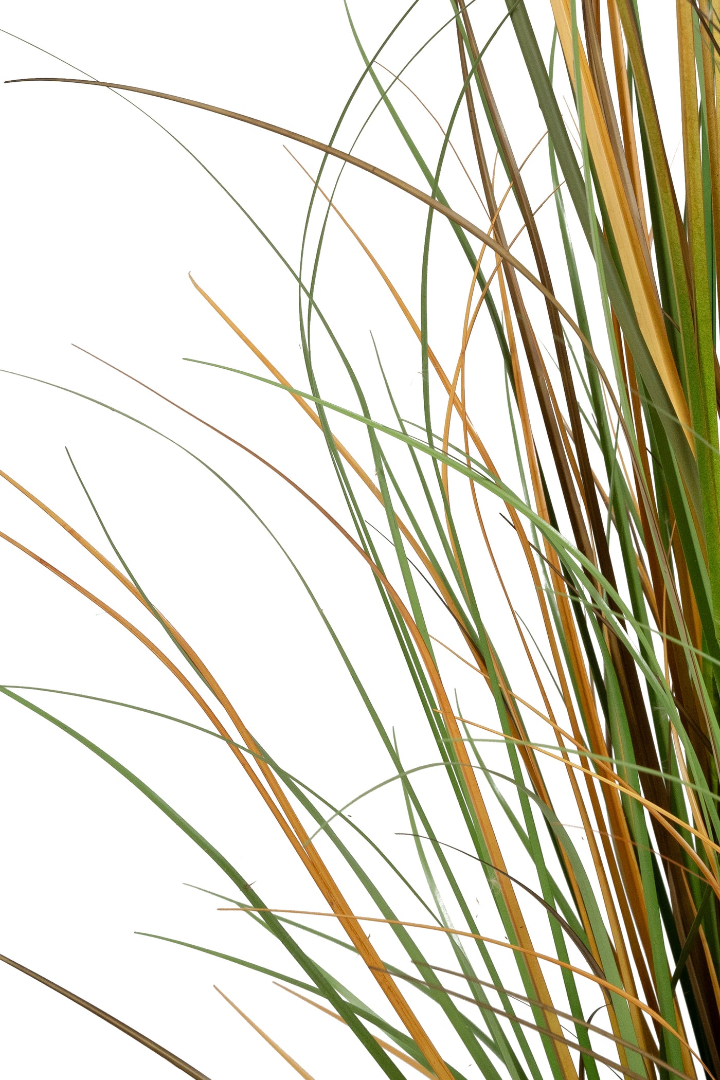 Iarba artificiala Onion 150 cm cu 7 flori naturale de pampas bej