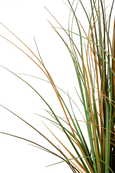 Iarba artificiala Onion 150 cm cu 7 flori naturale de pampas bej