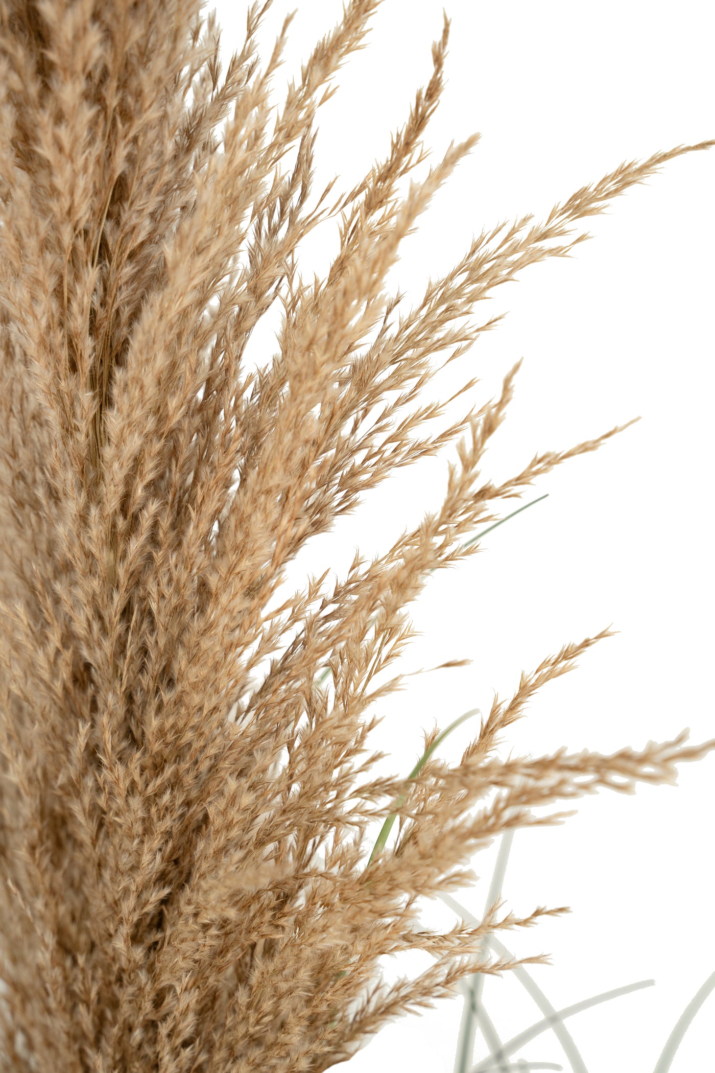 Iarba artificiala Onion 170 cm cu 7 flori naturale de pampas bej