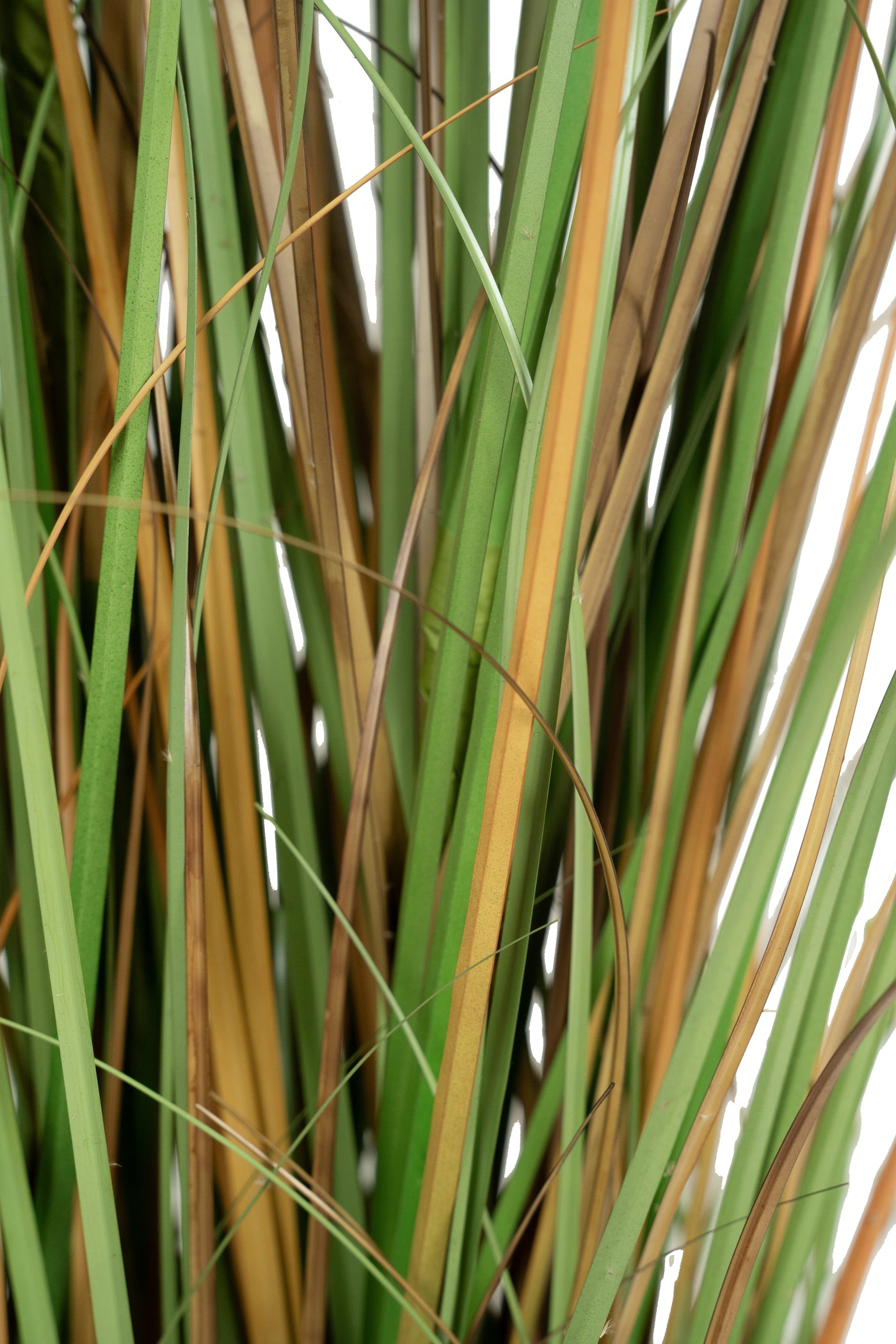Iarba artificiala Onion 170 cm cu 7 flori naturale de pampas bej