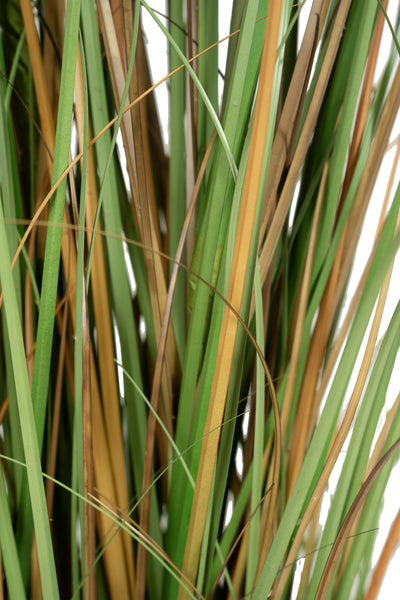 Iarba artificiala Onion 170 cm cu 7 flori naturale de pampas bej