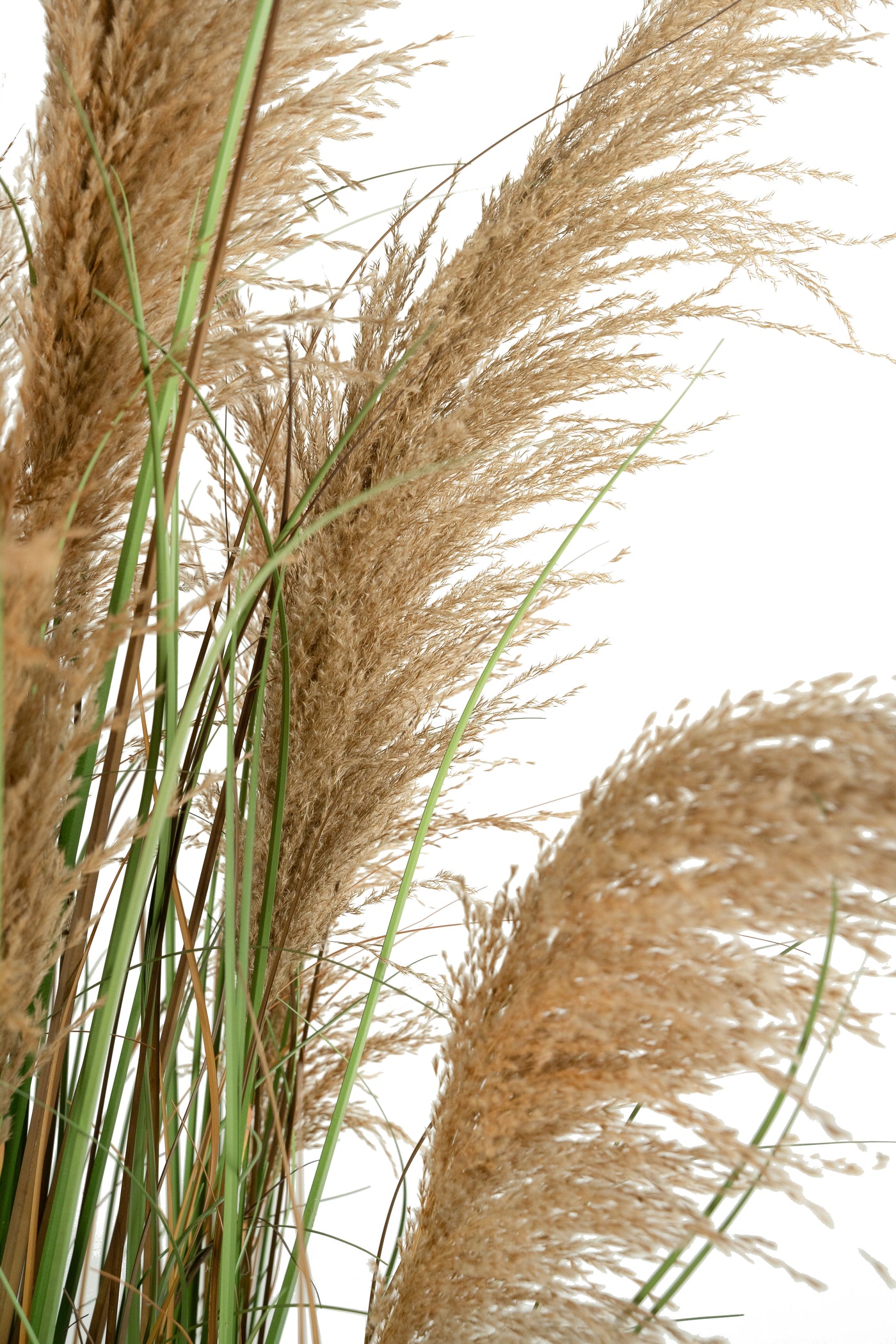 Iarba artificiala Onion 183 cm cu 13 flori naturale de pampas bej