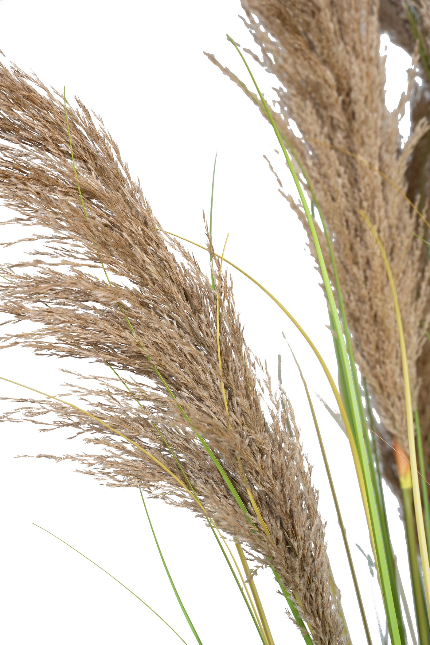 Iarba artificiala Onion 260 cm cu 10 flori naturale de pampas bej