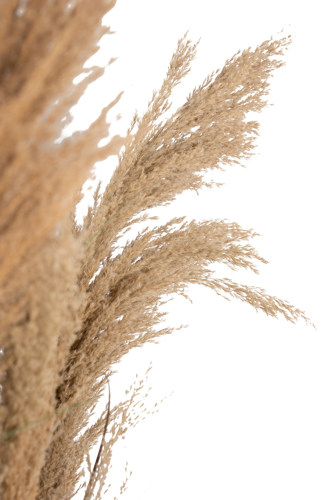 Iarba artificiala Onion 280 cm cu 13 flori naturale de pampas bej