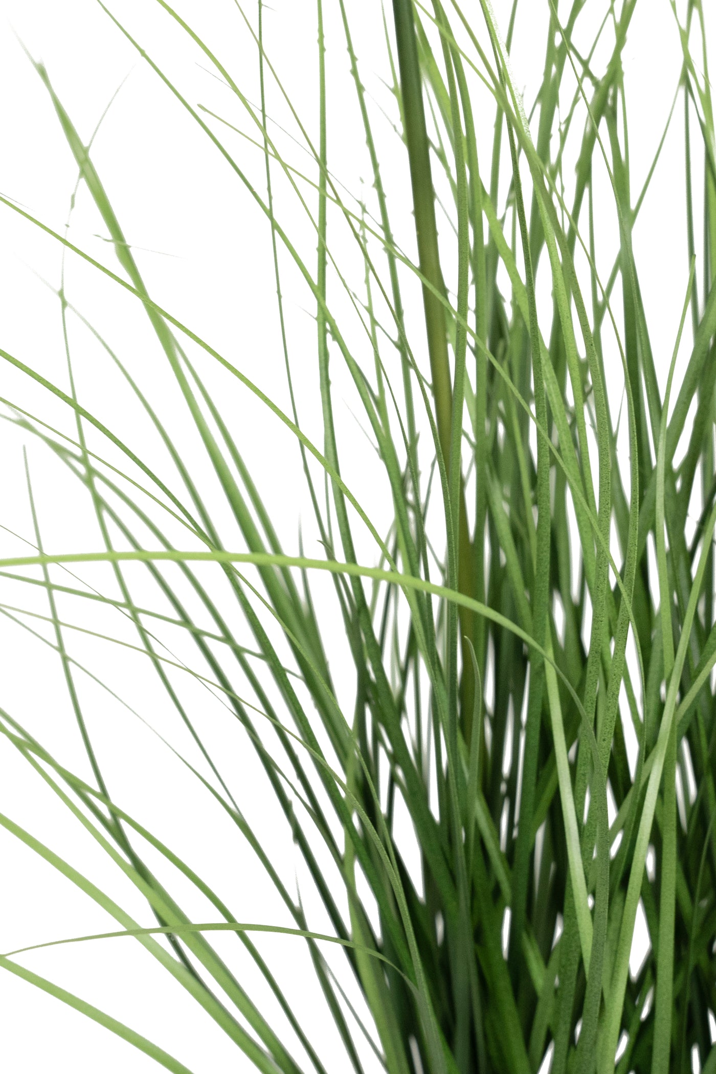 Iarba artificiala Onion 45 cm cu 3 flori de morcov galbene