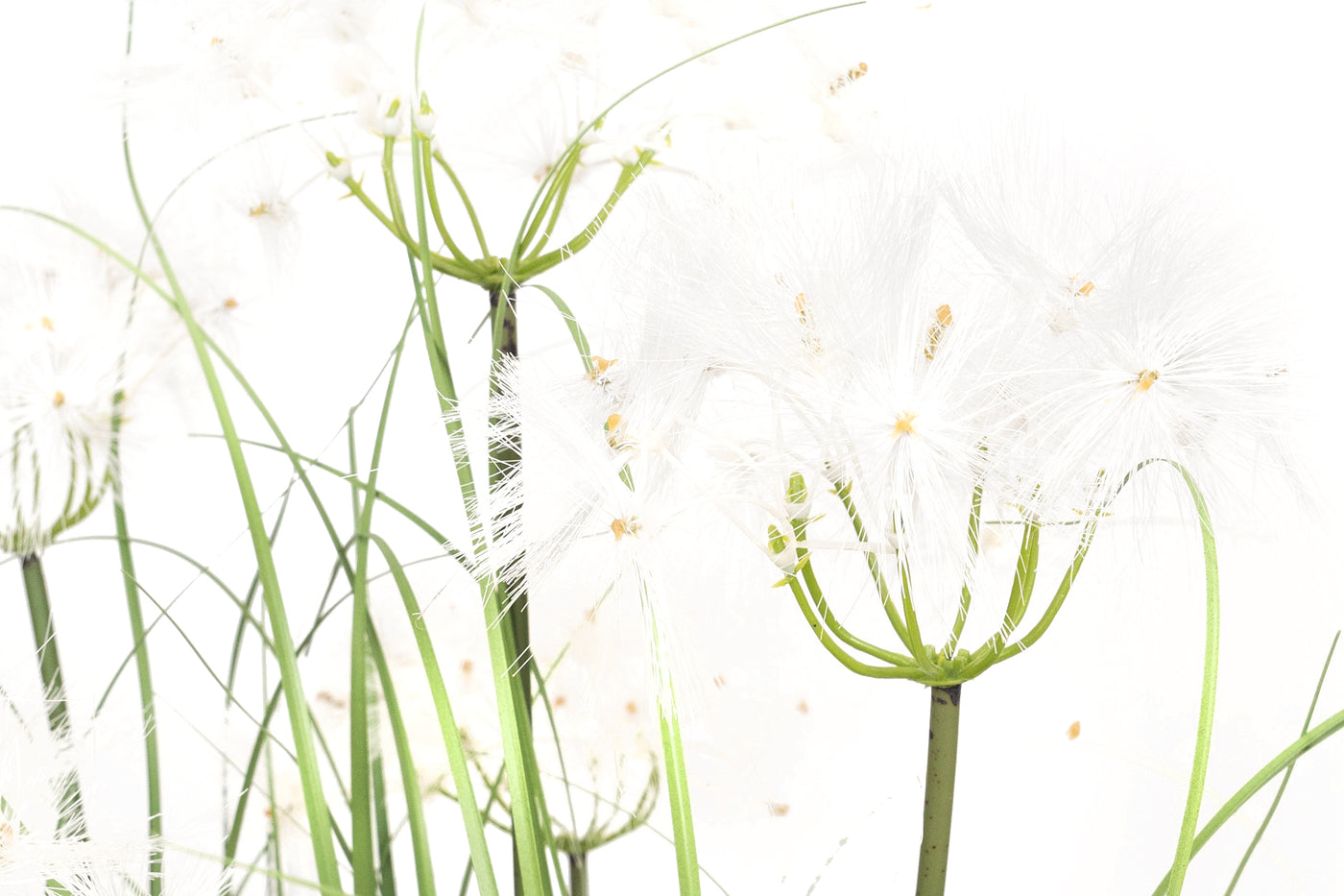 Iarba artificiala Onion 90 cm cu 5 flori de papadie albe