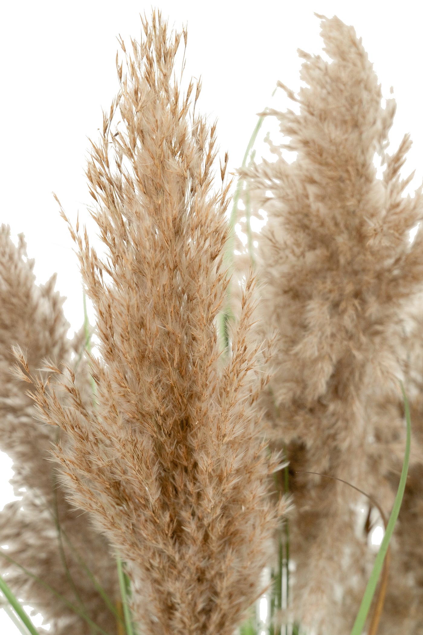 Iarba artificiala Onion 90 cm cu 5 flori naturale de pampas bej deschis