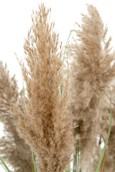 Iarba artificiala Onion 90 cm cu 5 flori naturale de pampas bej deschis