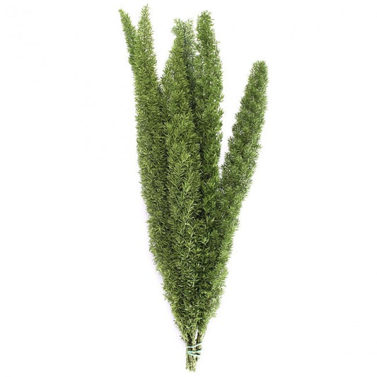 Iarba conservata Foxtail H30-50cm. verde
