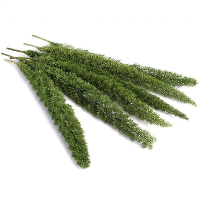 Iarba conservata Foxtail H30-50cm. verde