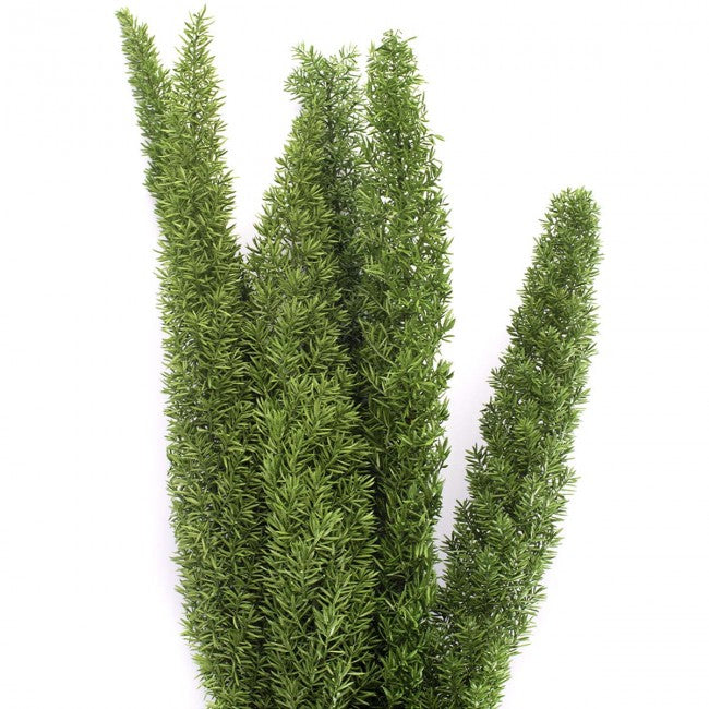 Iarba conservata Foxtail H30-50cm. verde