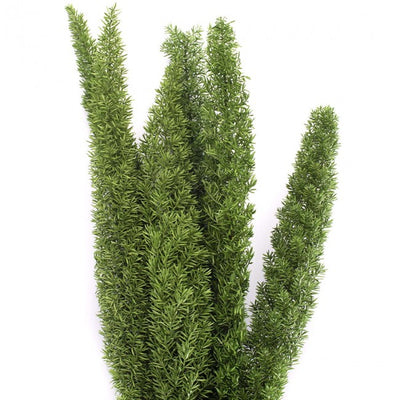 Iarba conservata Foxtail H30-50cm. verde