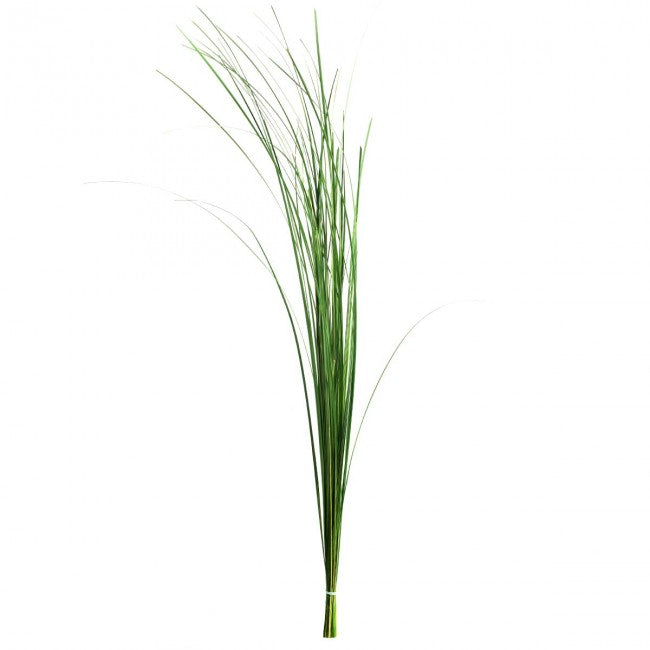 Iarba conservata Ginerium 150g H80-120 cm. verde