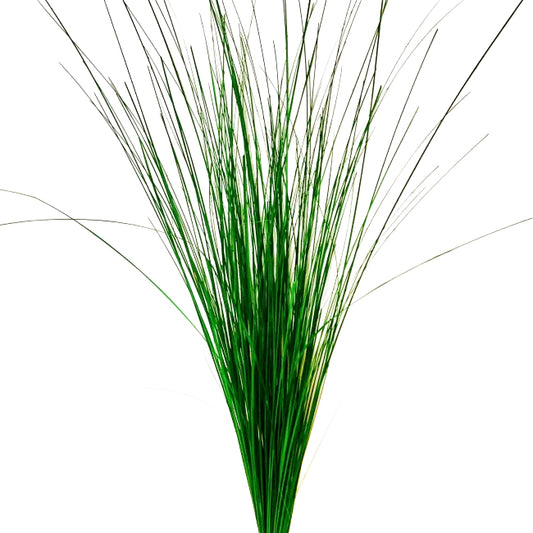 Iarba conservata Ginerium 600g H80-120 cm. verde