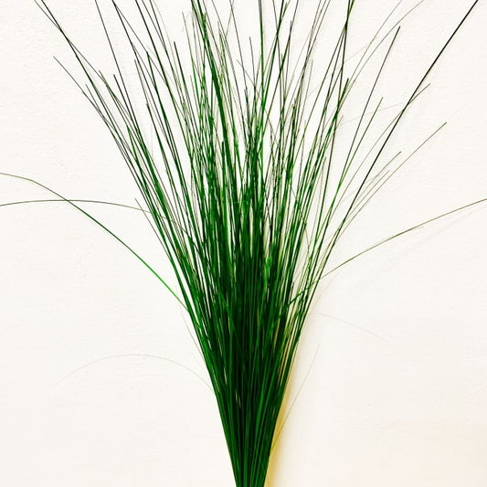 Iarba conservata Ginerium 600g H80-120 cm. verde
