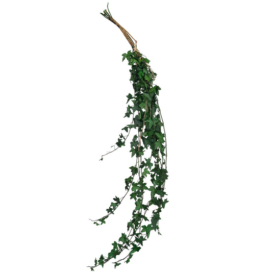 Iedera conservata H60-100 cm. verde inchis
