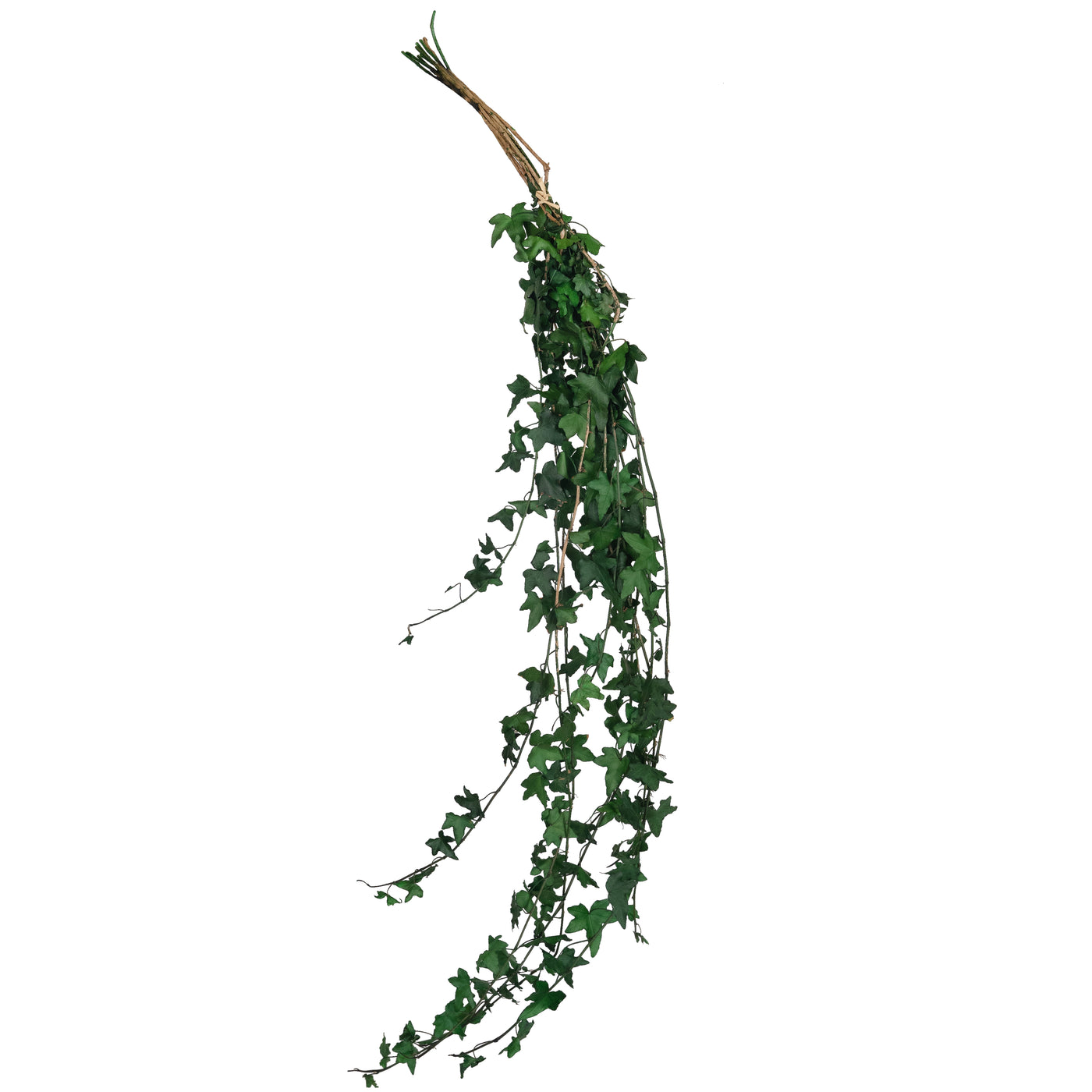 Iedera conservata H60-100 cm. verde inchis