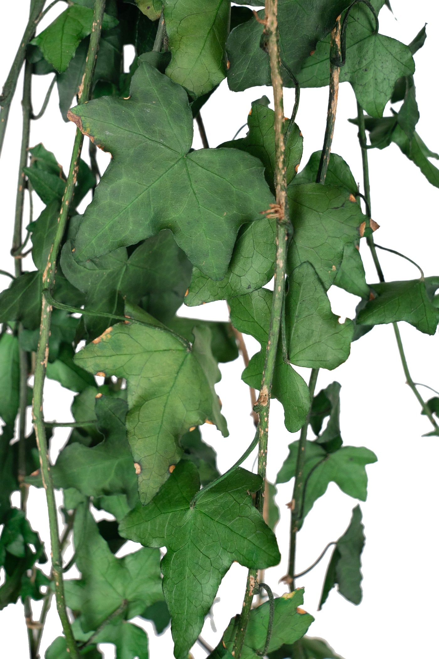 Iedera conservata H60-100 cm. verde inchis