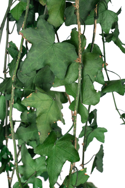Iedera conservata H60-100 cm. verde inchis
