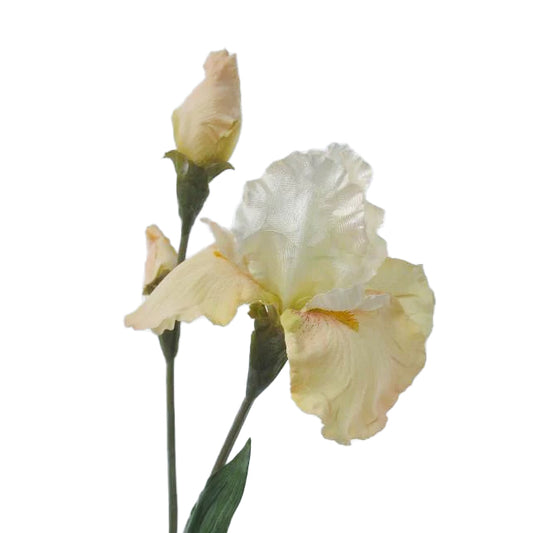 Iris artificial crem H132 cm HO