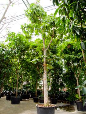Jungle tree 850 cm