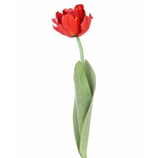 Lalea artificiala rosu cu galben Parrot de luxe D7x7xH62 cm
