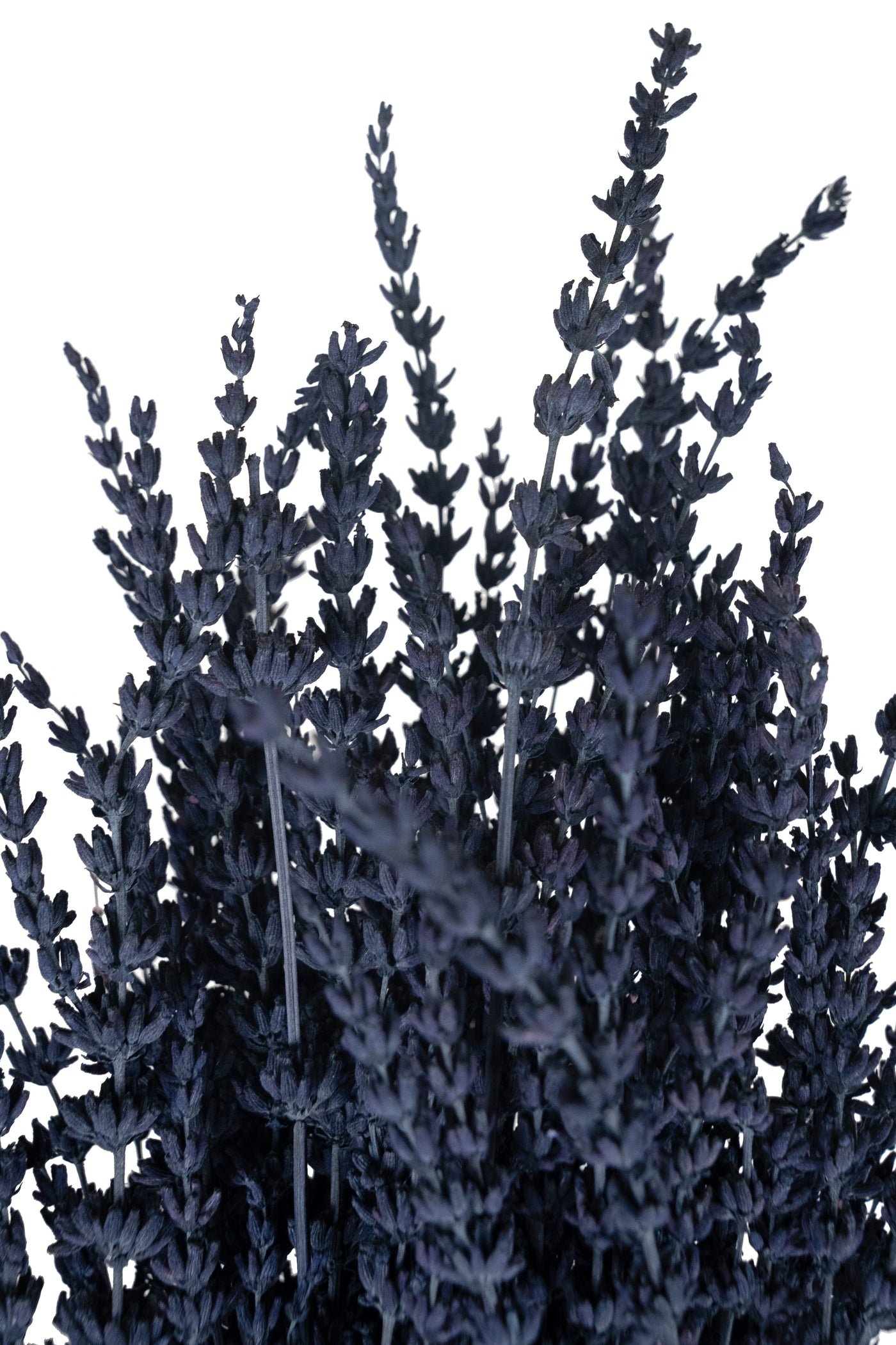 Lavanda conservata H50-60 cm. albastru inchis