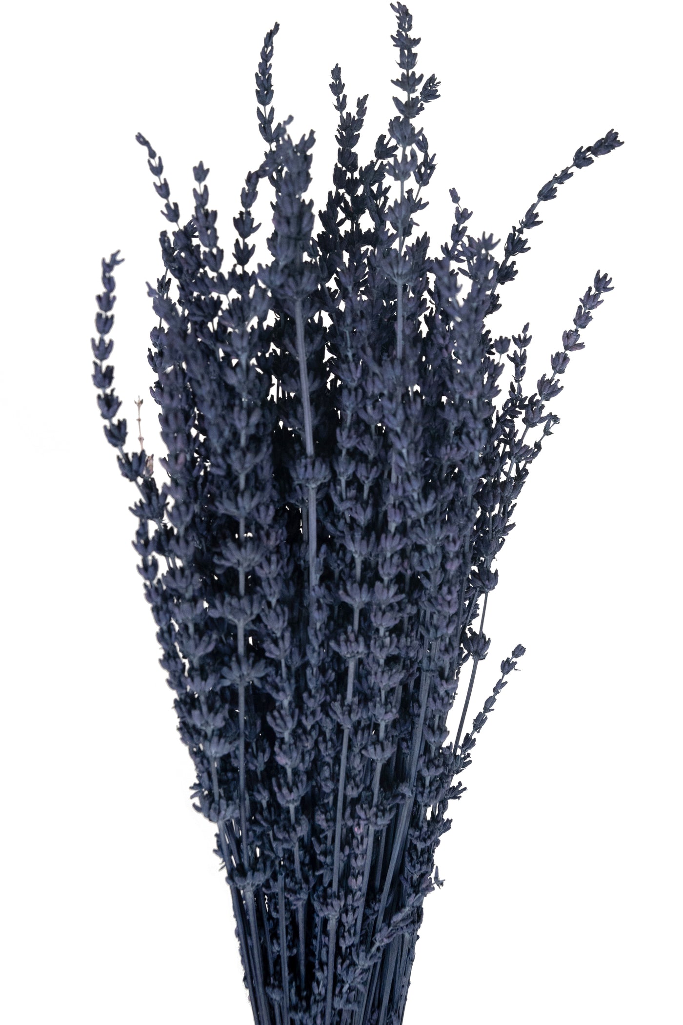 Lavanda conservata H50-60 cm. albastru inchis
