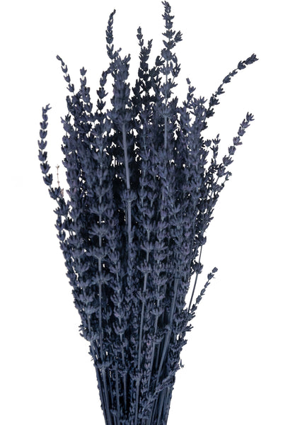 Lavanda conservata H50-60 cm. albastru inchis