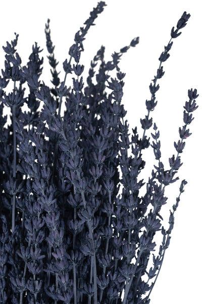 Lavanda conservata H50-60 cm. albastru inchis