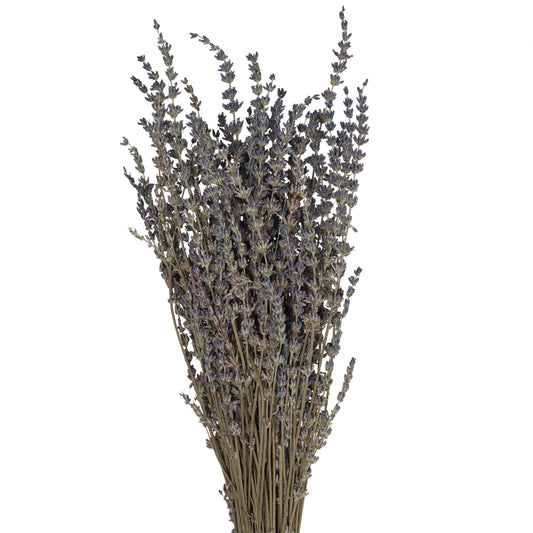 Lavanda conservata H50-60 cm. albastru natural