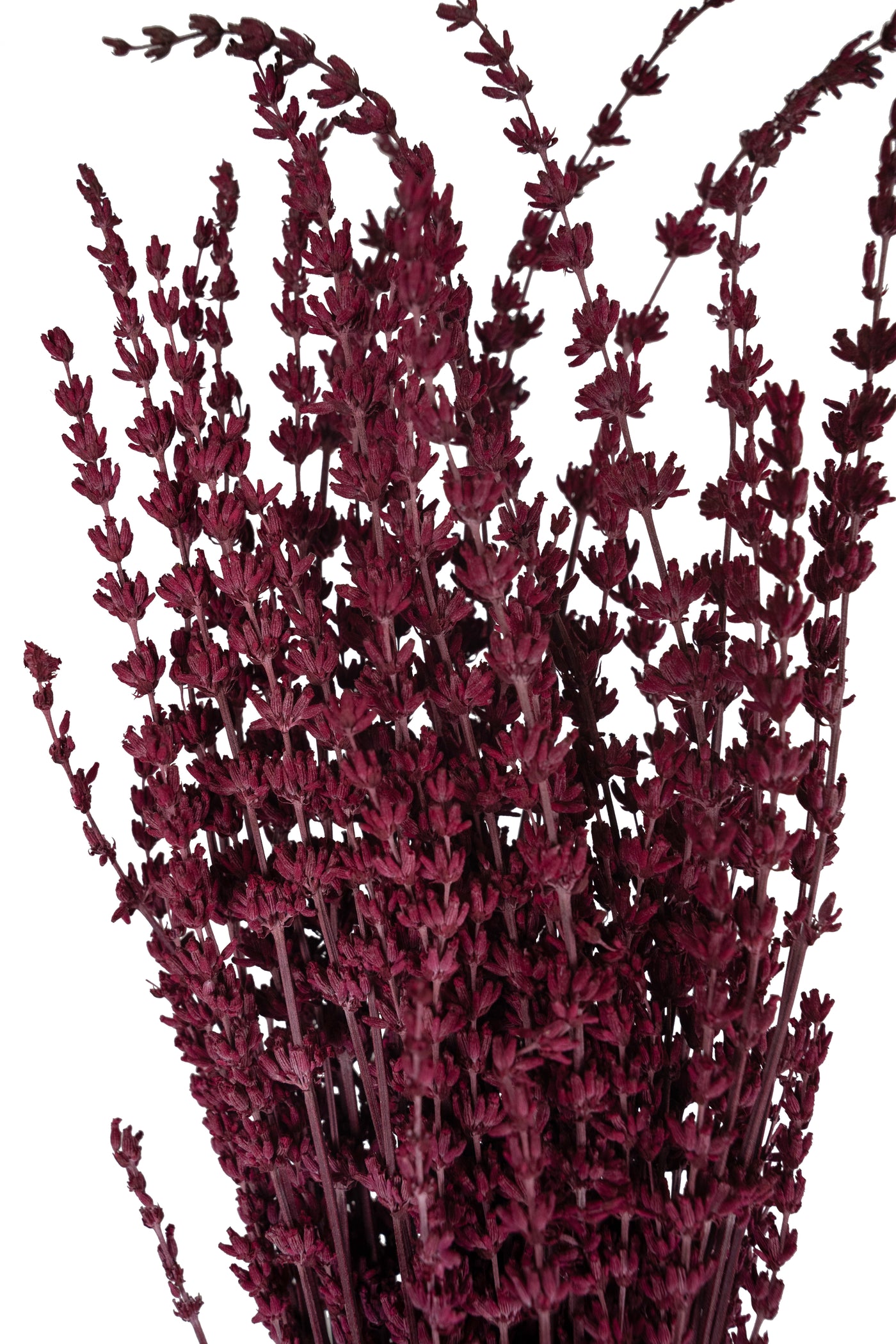Lavanda conservata H50-60 cm. fuchsia
