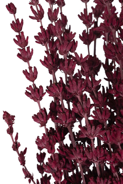 Lavanda conservata H50-60 cm. fuchsia