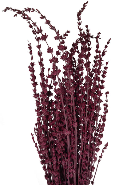 Lavanda conservata H50-60 cm. fuchsia