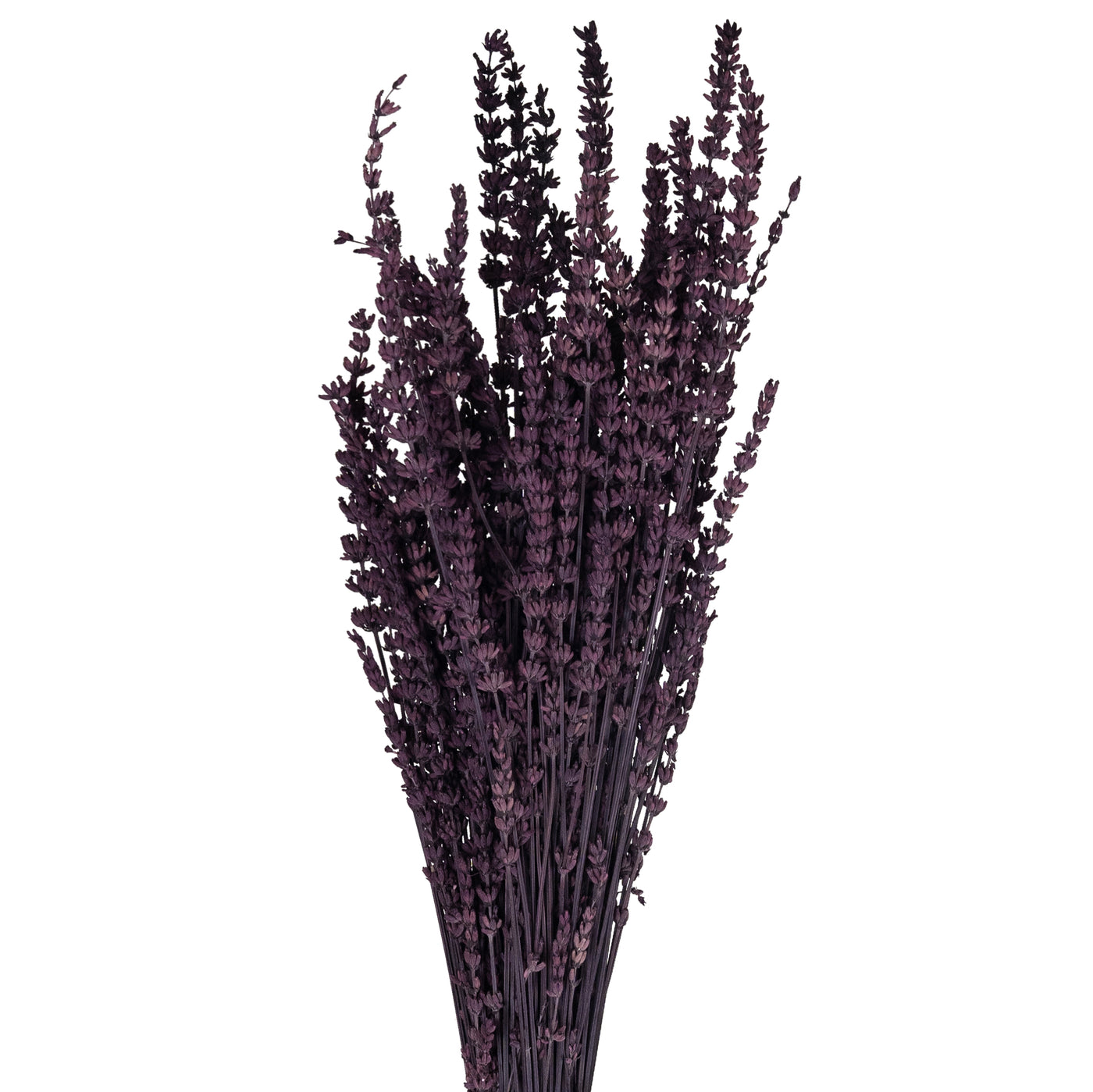 Lavanda conservata H50-60 cm. mov