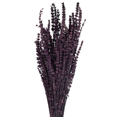 Lavanda conservata H50-60 cm. mov