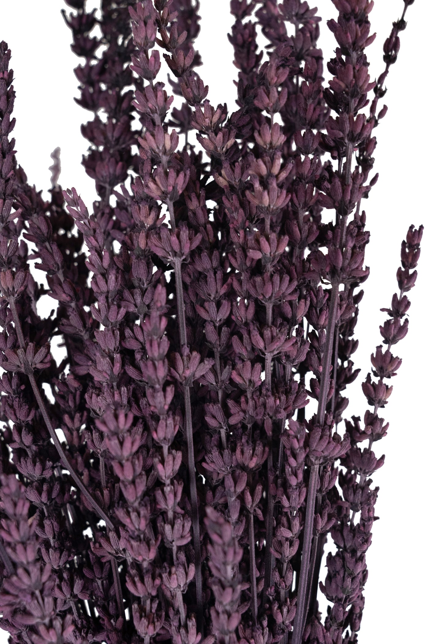 Lavanda conservata H50-60 cm. mov