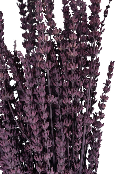 Lavanda conservata H50-60 cm. mov