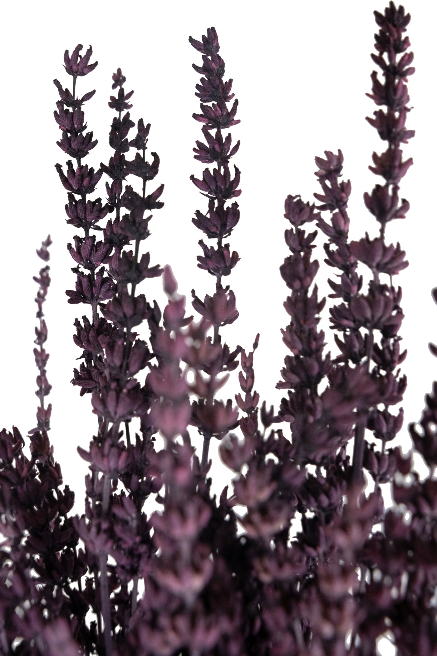 Lavanda conservata H50-60 cm. mov